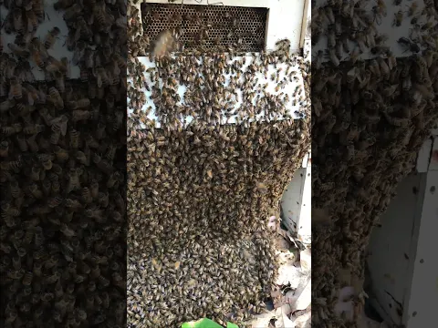 #bee #shorts #viral #fyp