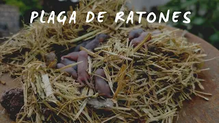 llegaron los ratones Aztecas al Rancho