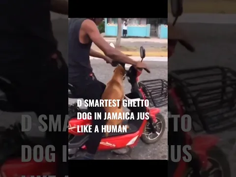 GHETT0 DOG RIDING HOP ON HIS MASTER BIKE JUST LIKE A HUMAN | SMARTEST GHETT0 DOG IN JAMAICA