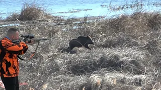 Yaban domuzu saldırı anları / Wild boar attacking the hunter