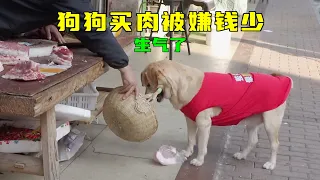 grocery shopping dog works hard for the family買菜狗勤勞為家庭工作