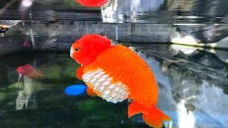 otro suscriptor me trajo un pez para que lo cure esta vez esta difícil