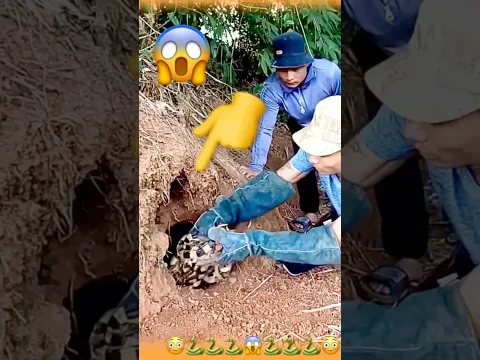 جحر اخرج منه ثعابين  المرقط الصفراء Expert Extraction! 🐍 Multiple Yellow Spotted Snakes Revealed