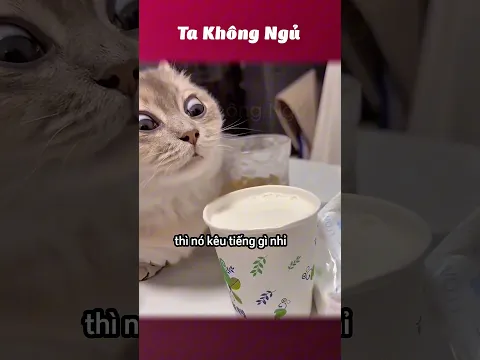 Biết tí ngoại ngữ sang hẳn ra 😺 #takhongngu