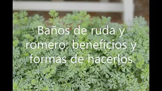 Poderoso baño de ruda y romero beneficios y formas de hacerlos🌿🌿🌿🌿🌿🌿🌿🌱🌱🌱🌱🌱
