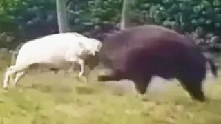 CARNERO Noquea a Este Cerdo Salvaje. Los mejores Ataques de Carneros