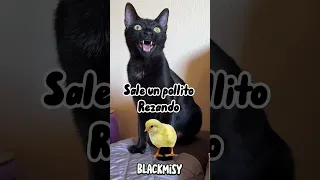 Recopilatorio chistes ¿cómo se llama la obra?