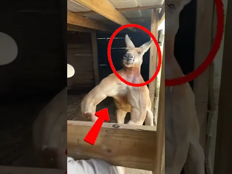 Quatro Cães que Pode DETONAR Um CANGURU
