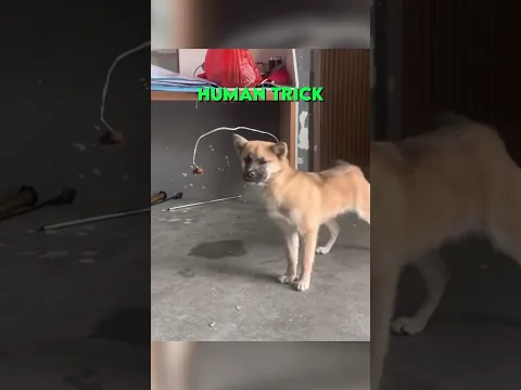 Dog escapes the matrix 😮