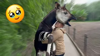 The Strongest Animal Bonds Ever Seen… Pure Love in Every Moment.