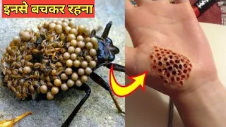 दुनिया के सबसे खतरनाक कीड़े | world top most dangerous insect