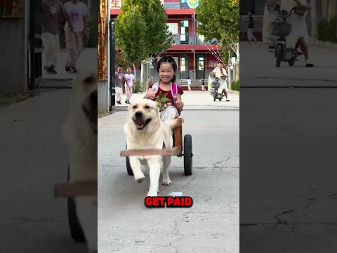 THIS DOG IS A TAXI DRIVER!😲