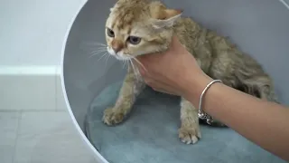 The Ultimate Guide to Bathing Your Cat Safely | On Top