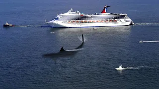 NEW Proof Of The Megalodon Shark