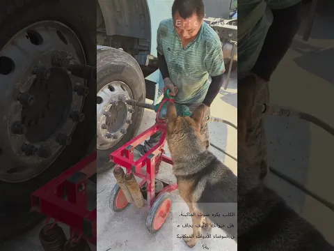 فني يفك براغي الشاحنة، والكلب يحاول عض آلة الهواء
