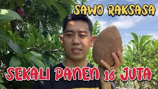 Omset puluhan juta dari satu pohon mamey sapote | sawo raksasa #mameysapote #saworaksasa