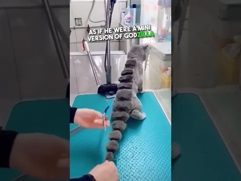 CATZILLA 😂🤣