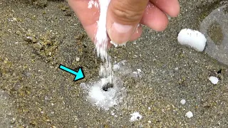 砂浜の穴に大量の塩を入れたらとんでもない生物が飛び出してきた！！