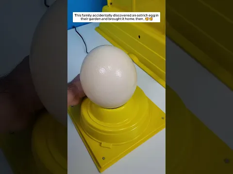 This family accidentally discovered an ostrich egg in their garden, then #animalshorts