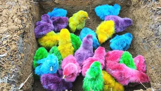 Menemukan Banyak Anak Ayam Warna Warni Dalam Lubang Dan Ikan Mas, Ikan Hiu, Kepiting, Buaya, Kadal