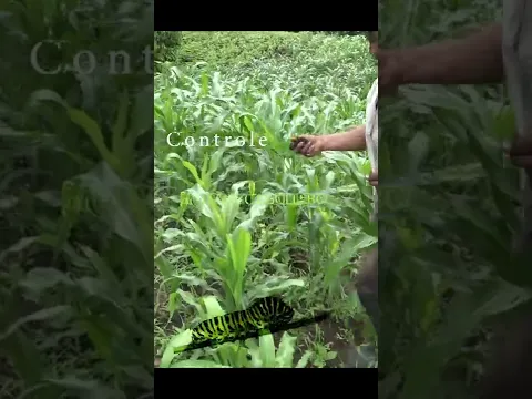 Controle el cogollero del maíz con arena o azúcar