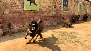 اقوي مزرعة مالينو في مصر 🐶كلاب قاتلة😡(سلسة مزارع الكلاب4)
