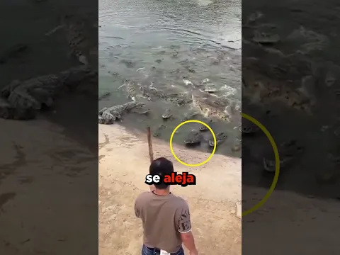 Se Libró del ATAQUE de un Cocodrilo ❌🐊
