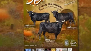 Capea vacas bravas Toro Zamora