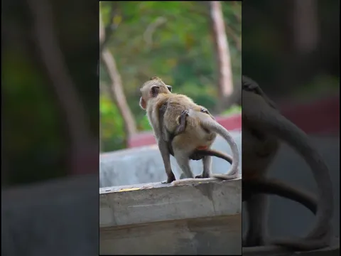 The cute monkey hugged #sereyneath