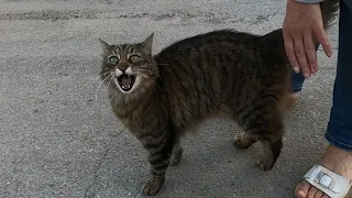 Cat meowing very loudly with extraordinary speed
