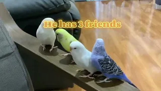 My budgie Joey #budgies