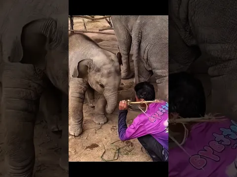 Baby Elephant Playfully Fights Its Keeper 🐘😂