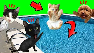 ¿Gatito bebe se cae a la alberca de la casa? / Videos de gatos Luna y Estrella