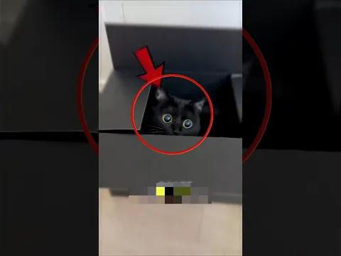 The Lucky Black Cat 🐈‍⬛💰 #cat #shorts