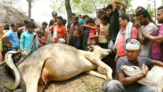 इस गांव में हुई बड़ी दुर्घटना,दुर्लभ गोल्डन कोबरा के डंसने से चंद मिनटों में गई जान Cobra kills Cow
