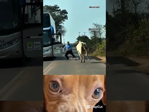 #funnyanimals 🤣 #funnyvideo #funnyanimalcompilation #funnyanimal