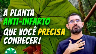 Como a embaúba pode salvar o seu coração