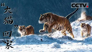 【ENG】《“大猫”回家》野化后的东北虎有多凶猛？ 经过训练 它们能成功地重回森林吗？【CCTV纪录】