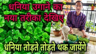धनिया इस तरह से उगाएं , इतना धनिया उगेगा की आप सोच भी नहीं सकते  Summer Coriander growing