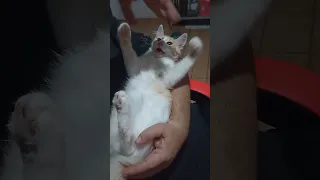 Gatinho brincando no colo