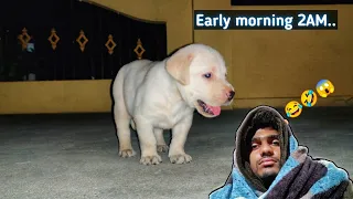 || Labrador puppy not sleeping 😂 || watch for end || Sandy #viral @upendragani