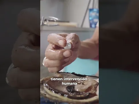 ¿Cómo Se Hacen Las Perlas Cultivadas? 🤔
