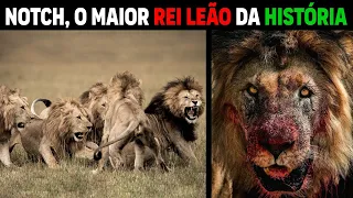 Leão -  NOTCH MAIOR LEÃO DA HISTÓRIA DOS LEÕES