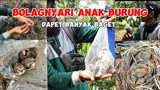 bertualang mencari anak burung cendet ‼️ alhamduliah panen anak burung cendet dapet banyak #bolang 