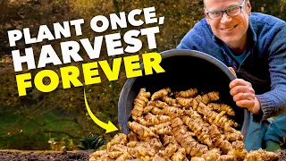 This Crop is WAY Better Than Potatoes (And No One Grows It!)