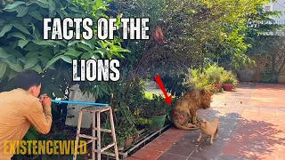 Wild Cats Guide - Part 1 | Lions