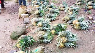 samluam village have pineapple alot