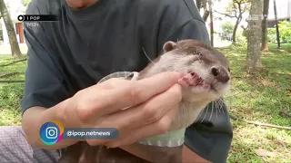 Degen si Otter Masuk TV - IPOPnews NET TV