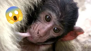 Best Monkey Moments | Baby monkey | Mother monkey protecting her child #monkey #animals #nature