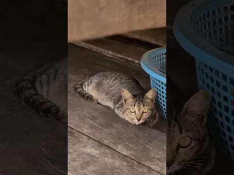 lovely cats, #shorts #shortvideo Ep33